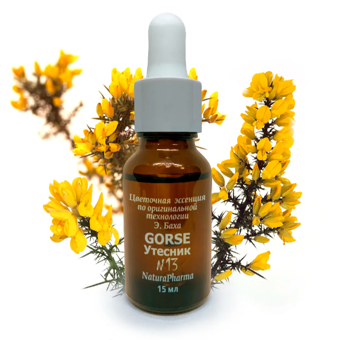 Цветочная эссенция Баха №13 Gorse Утесник 